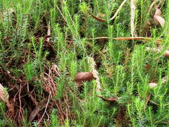 Acrotriche serrulata