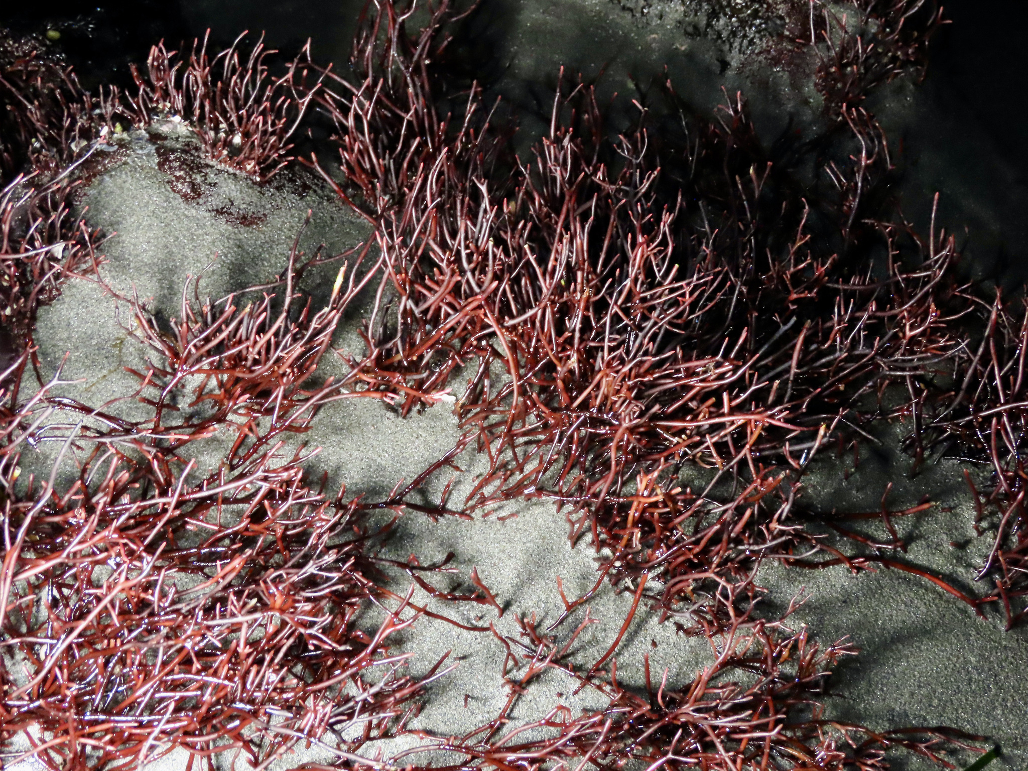 Ahnfeltiophycidae