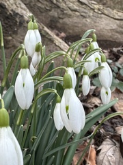 Galanthus nivalis