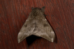 Hylesia metabus