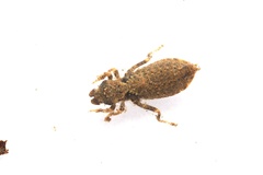 Stylogomphus suzukii