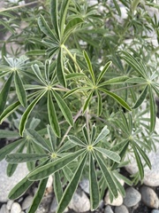 Lupinus longifolius