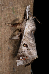 Pantelodes amazonica