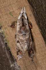 Pantelodes amazonica