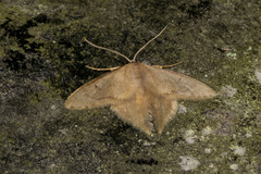 Idaea speciosa