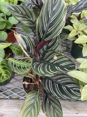 Goeppertia sanderiana