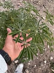 Lupinus longifolius