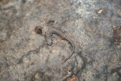 Parvimolge townsendi