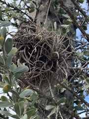Tillandsia recurvata