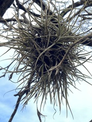 Tillandsia recurvata