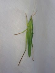 Pseudorhynchus lessonii