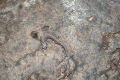 Parvimolge townsendi