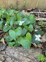 Viola floridana