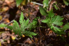 Doryopteris concolor