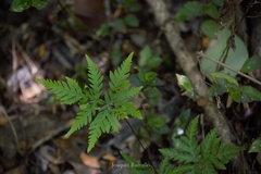 Doryopteris concolor