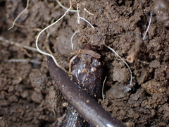 Plethodon richmondi