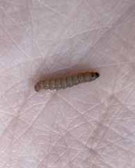 Argyresthia calliphanes