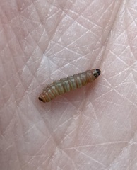 Argyresthia calliphanes