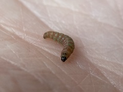 Argyresthia calliphanes