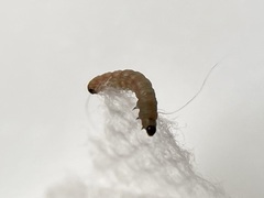 Argyresthia calliphanes