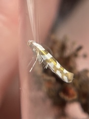 Argyresthia calliphanes