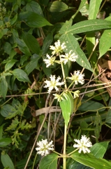 Hedyotis
