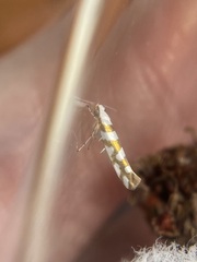Argyresthia calliphanes