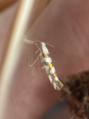 Argyresthia calliphanes