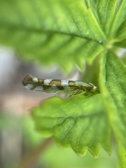 Argyresthia calliphanes