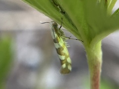 Argyresthia calliphanes