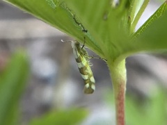 Argyresthia calliphanes