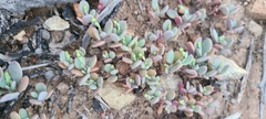 Malephora crocea