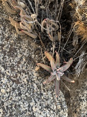 Dudleya abramsii