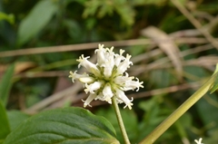 Hedyotis