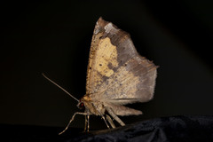 Paragonia cruraria