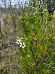 Kunzea ericoides