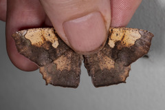 Paragonia cruraria