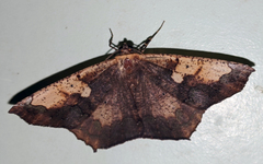 Paragonia cruraria