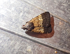 Hydrillodes lentalis