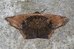 Paragonia cruraria