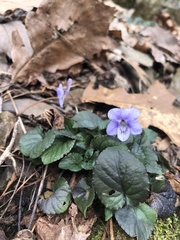 Viola rostrata