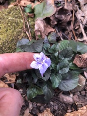 Viola rostrata