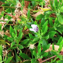 Dimorphotheca ecklonis