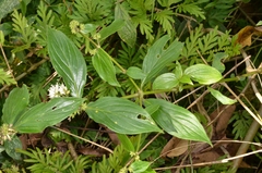 Hedyotis