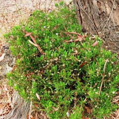 Dimorphotheca ecklonis