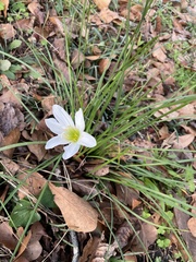 Zephyranthes atamasco