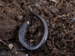 Plethodon richmondi