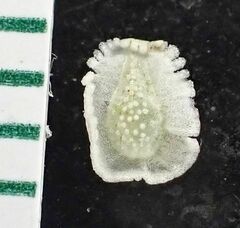 Cryptantha cycloptera