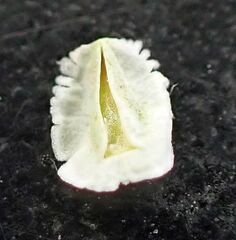 Cryptantha cycloptera