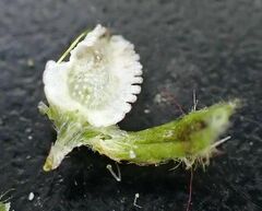 Cryptantha cycloptera